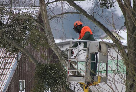 T Dlicher Arbeitsunfall Tullner Stirbt Bei Baumschnittarbeiten Tulln