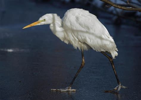 Premium Photo White Bird On A Lake