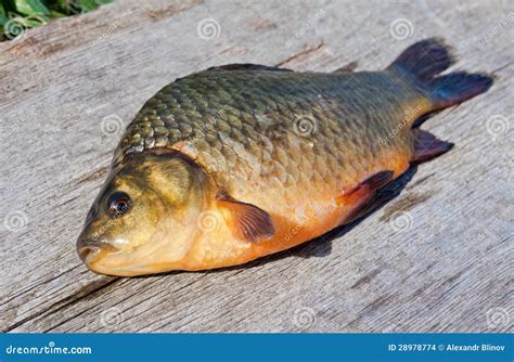 Pescados De Agua Dulce Crucian Foto De Archivo Imagen De Pesca