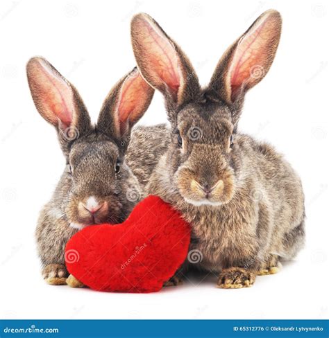 Rabbits Bunny With Heart Love Royalty Free Cartoon Cartoondealer