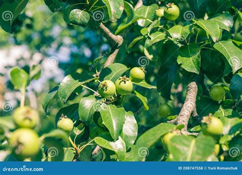 Unripe Green Apples Orchard Young Apple Tree Ripe Fruit Harvest Stock