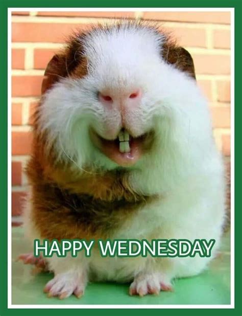 Happy Wednesday | Quotes | Happy wednesday, Wednesday memes, Good ...