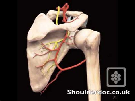 Suprascapular Nerve And Artery Mov YouTube