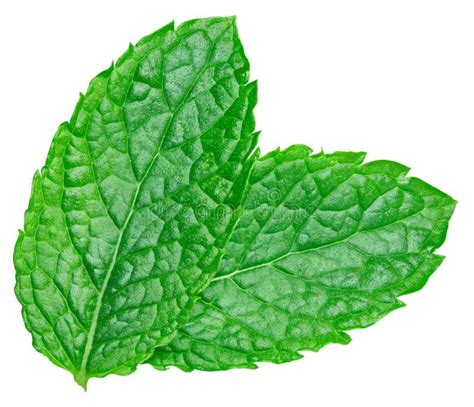 Mint Leaves Isolated Stock Photo Image Of Closeup Food