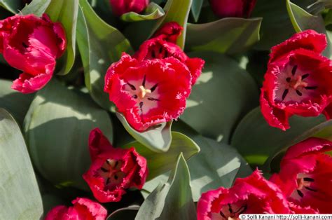 Between bridges and tulips in Amsterdam - Blog About Paris, Food & Travel