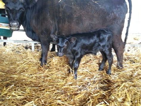 Newborn lowline angus | Lowline angus, Cattle, Horses