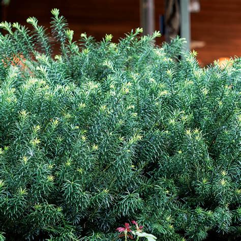 Shade-Loving Shrubs for the South - Fine Gardening