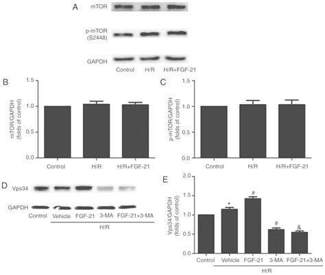 Fibroblast Growth Factor 21 Alleviates Hypoxiareoxygenation Injury In