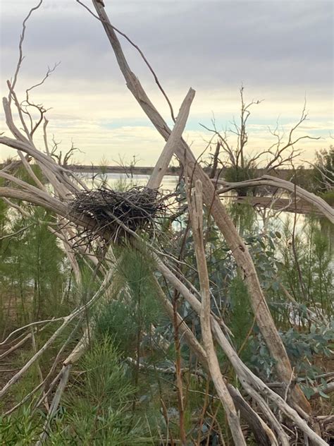 Little Pied Cormorant nest • Flinders Ranges Field Naturalists