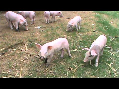 Baby Pigs Run Wild In Rural Thailand Youtube