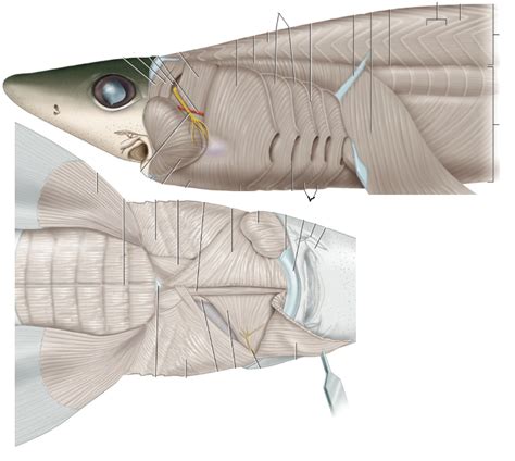 Shark Musculature Diagram Quizlet
