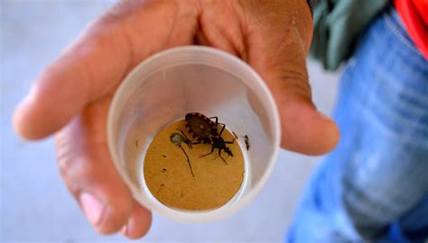 Ana no heredará la enfermedad de Chagas