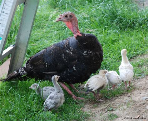 Cute Baby Turkeys