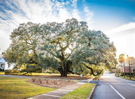 Guide To Thomasville Georgia