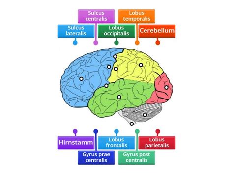 Neuroanatomie Labelled Diagram