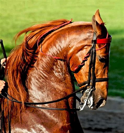 American Saddlebred Horse Portrait Painting by Olde Time Mercantile ...