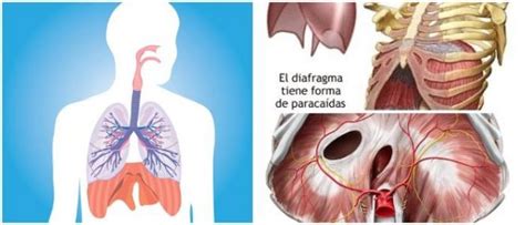 Diafragma Definición Anatomía Función Músculos Acciones y