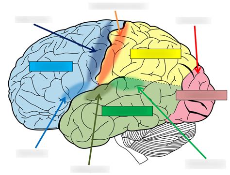 Biopsychology 3 Localisation Of Function In The Brain Diagram Quizlet