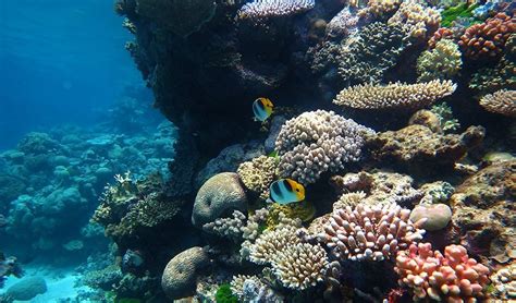 Great Barrier Reef: a 'hopping hotspot' - Australian Geographic