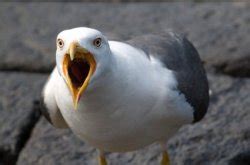 "seagull" Meme Templates - Imgflip