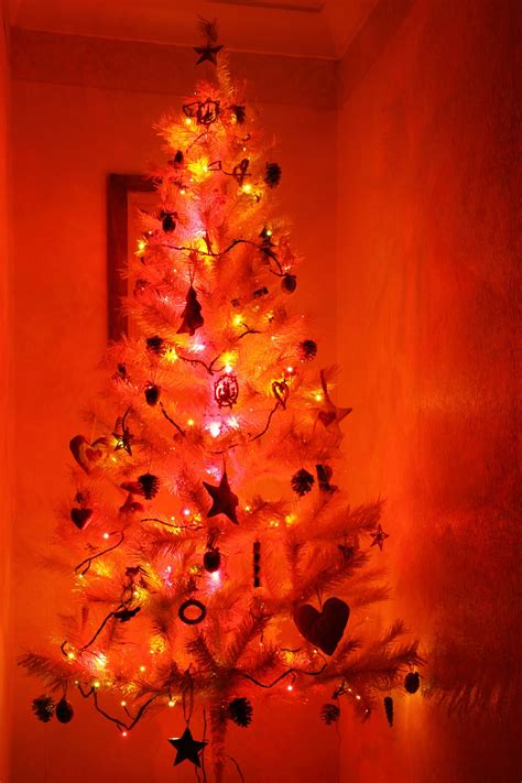 Free Images Light Flower Petal Red Shine Color Christmas Tree