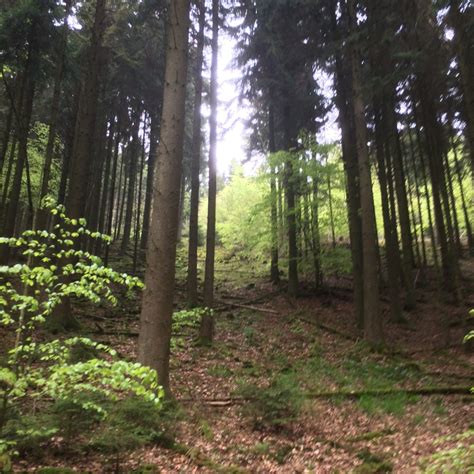 Wandern Natur Pur Direkt Vor Der Haust R Der Naturpark Eifel