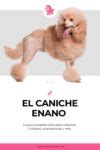 El Caniche Enano Mi Caniche