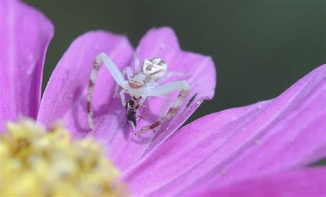 White Crab Spider Poisonous