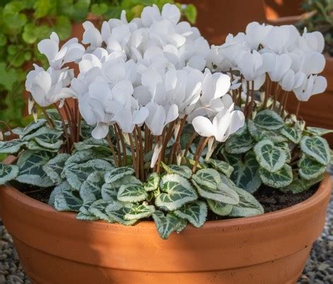 Cyclamen 'White' 6" Pot - Hello Hello Plants