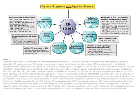 Figure 2 From Roles Of Endoplasmic Reticulum Stress In The