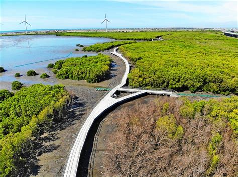 賞紅樹林 芳苑濕地海空步道啟用 生活 自由時報電子報