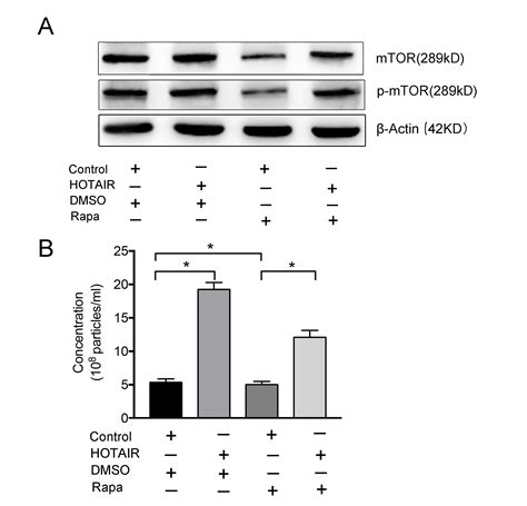 Long Non Coding Rna Hotair Promotes Exosome Secretion By Regulating