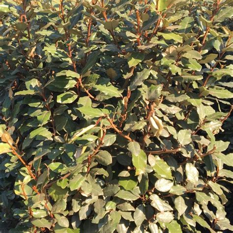 Elaeagnus Instant Hedge, mature ready grown hedge | Practicality Brown