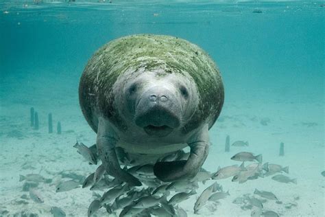 Free photo: Manatee, Underwater, Sea, Marine - Free Image on Pixabay ...