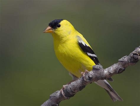 American Goldfinch Facts, Habitat, Diet, Life Cycle, Pictures