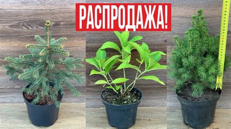 Распродажа декоративных растений (часть 2). - YouTube