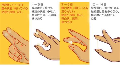 排卵日の計算方法 排卵 妊娠する方法 健全な関係