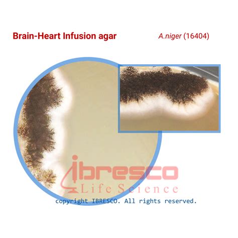 Brain Heart Infusion Bhi Agar