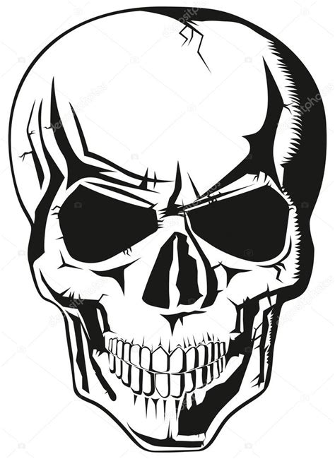 Human Skull Stock Vector Image By Leedsn