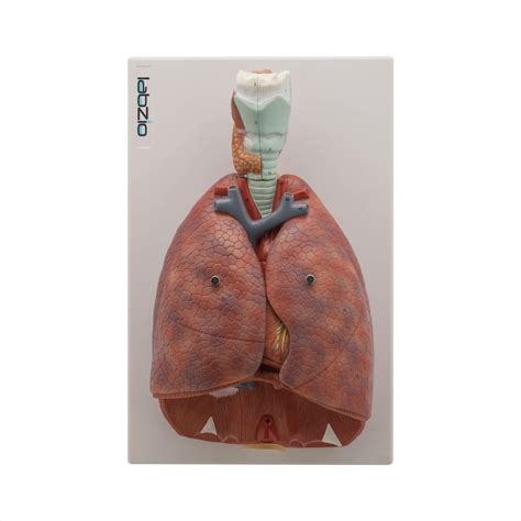 Buy Labzio Human Lung And Respiratory System Model Life Size 7