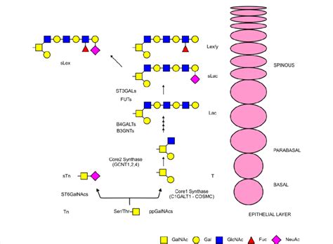 Mucin Type O Glycosylation Biosynthetic Pathway Download Scientific Diagram