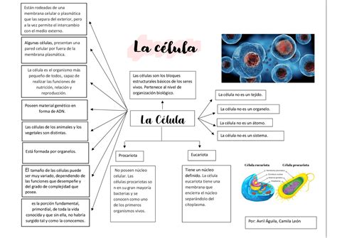 A O Nuevo Oficial Permanentemente Tipos De Celulas Estoy Feliz Victoria