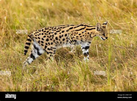 Female Serval Leptailurus Serval In The Savannah Masai Mara National