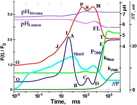 Estimating Membrane Energization After Dark Adaptation Components Of Download Scientific