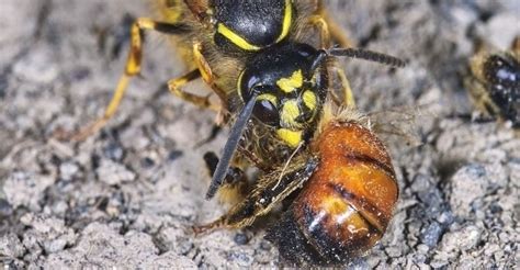 Battle To The Death: Wasp vs Bee