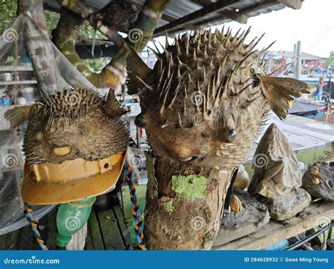 Dried Puffer Fish With Spikes Stock Photo Image Of Saltwater