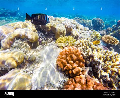 Coral And Fish In The Red Sea Egypt Stock Photo Alamy