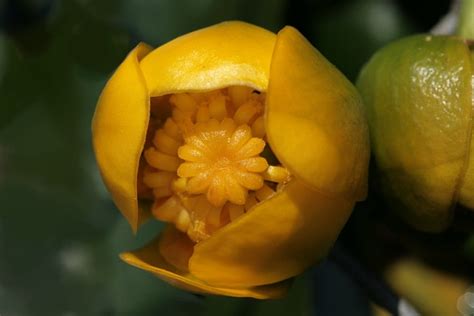 Nuphar Lutea Aquatic Plant Blossom - Free photo on Pixabay