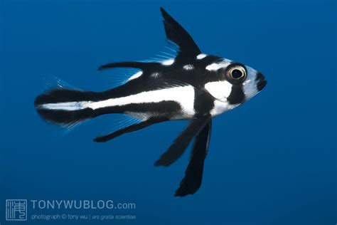 Juvenile Midnight Snapper Macolor Niger Feni Islands New Ireland