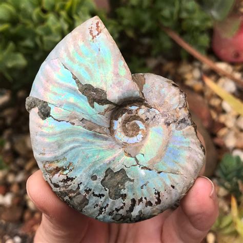 Opalised Ammonite Fossil - Crystal Harmony Australia